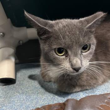 Domestic Short Hair Cats Available for Adoption in Edinburg, Texas - Fiona | PetCurious