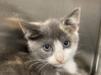 JESENIA -  Domestic Medium Hair Cat for Adoption in Tustin, California - JESENIA | PetCurious