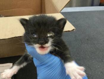 MUNCHKIN -  Domestic Short Hair Cat for Adoption in Thousand Palms, California - MUNCHKIN | PetCurious