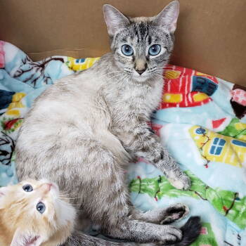 Rescue Siamese and Domestic Short Hair Cats for Adoption in Napa, California - Padme (Napa Petco) | PetCurious