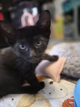 Domestic Short Hair Cats Available for Adoption - Tiger Woods | PetCurious