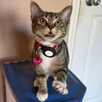 Polly Pocket -  Domestic Short Hair Cat for Adoption in Brownsboro, Alabama - Polly Pocket | PetCurious