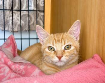 Tabby Cats Available for Adoption in Calimesa, California - Clap Trap | PetCurious