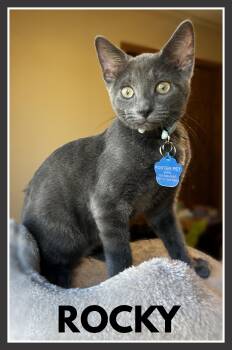 Rocky -  Domestic Short Hair Cat for Adoption in Valley City, North Dakota - Rocky | PetCurious