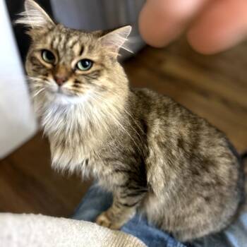 Domestic Medium Hair Cats Available for Adoption - Pimiento | PetCurious