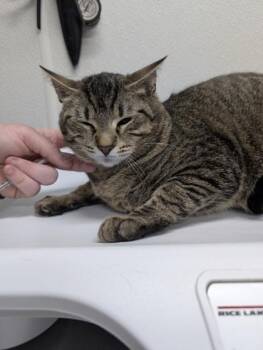 Domestic Short Hair Cats Available for Adoption - Lily Cat | PetCurious