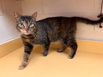 RUBIE -  Domestic Short Hair Cat for Adoption in Colorado Springs, Colorado - RUBIE | PetCurious