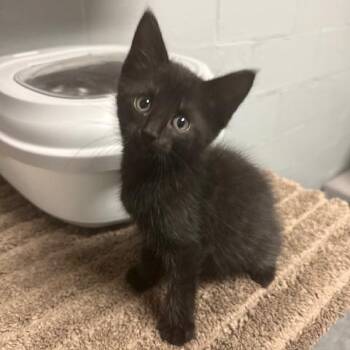 Dr. Black -  Domestic Short Hair Cat for Adoption in Circleville, Ohio - Dr. Black | PetCurious