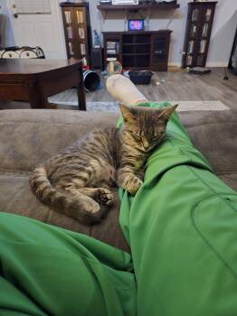 Domestic Short Hair Cats Available for Adoption - Brandy | PetCurious