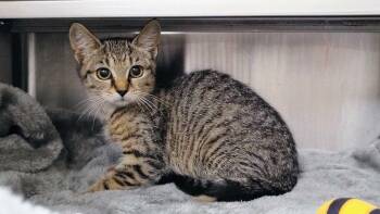Argentine -  Domestic Short Hair Cat for Adoption in Raleigh, North Carolina - Argentine | PetCurious