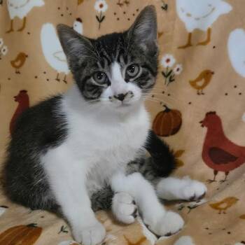 Rescue American Shorthair Cats for Adoption in Blue Earth, Minnesota - Freckles | PetCurious