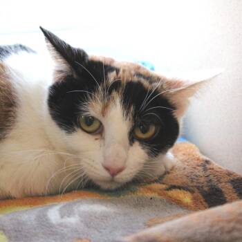 Domestic Short Hair Cats Available for Adoption - Butter Bean | PetCurious