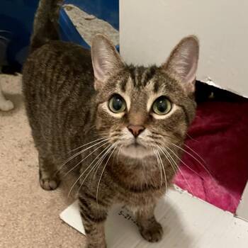 Domestic Short Hair Cats Available for Adoption - Duchess | PetCurious