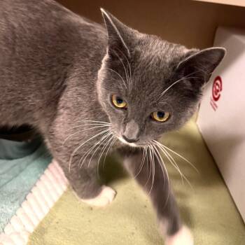 Domestic Short Hair Cats Available for Adoption in Wheeling, Illinois - Flower | PetCurious