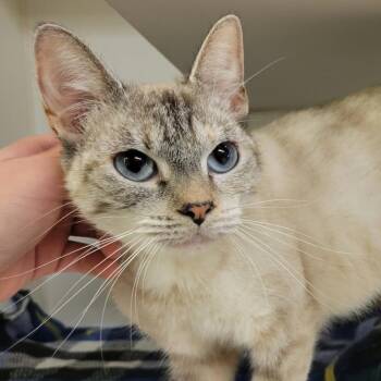 Celia Mae -  Domestic Short Hair Cat for Adoption in Columbia, Missouri - Celia Mae | PetCurious