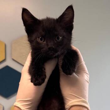 Domestic Short Hair Cats Available for Adoption - Rattlesnake Bite | PetCurious