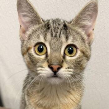 Ziva -  Domestic Short Hair Cat for Adoption in Orland Hills, Illinois - Ziva | PetCurious
