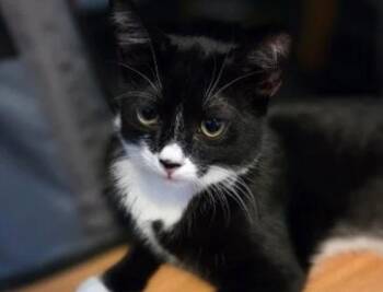 Gremlin -  Domestic Short Hair Cat for Adoption in Bridgeport, Connecticut - Gremlin | PetCurious