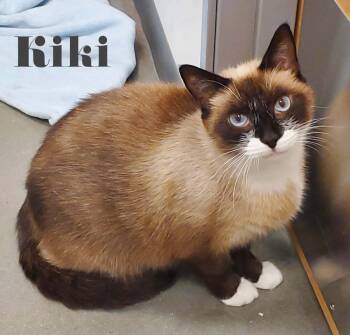 Kiki -  Siamese Cat for Adoption in Douglas, Georgia - Kiki | PetCurious