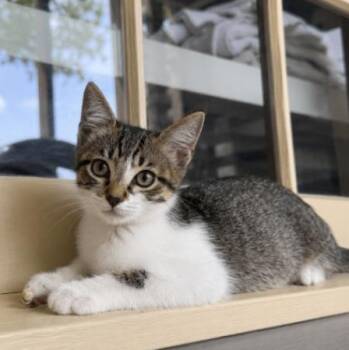 Pippin Bloom -  Tabby and Domestic Short Hair Cat for Adoption in Friendswood, Texas - Pippin Bloom | PetCurious