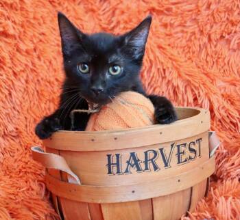 Arlis -  Bombay Cat for Adoption in St. Augustine, Florida - Arlis | PetCurious