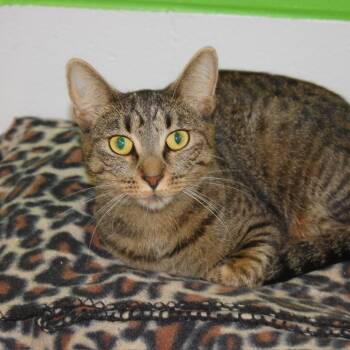 Rescue Domestic Short Hair Cats for Adoption in Jasper, Indiana - Lucille | PetCurious