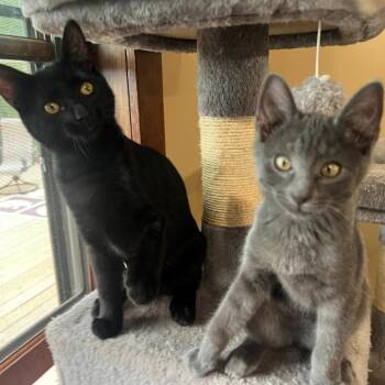 Thomas and Naomi Ehlers (Bonded Pair) -  Domestic Short Hair Cat for Adoption in Morrison, Colorado - Thomas And Naomi Ehlers (Bonded Pair) | PetCurious