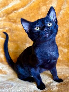 Jethro -  Domestic Short Hair and Siamese Cat for Adoption in Algood, Tennessee - Jethro | PetCurious