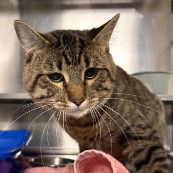 Domestic Short Hair Cats Available for Adoption - Kodi | PetCurious