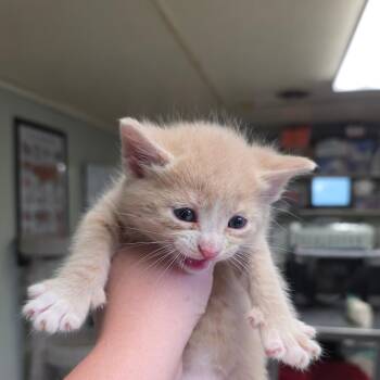 Alto -  Domestic Short Hair Cat Available for Adoption in Mt. Juliet, Tennessee - Alto | PetCurious