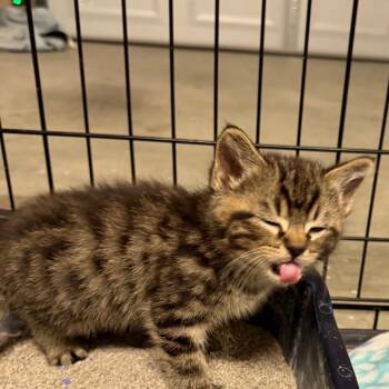 Domestic Medium Hair Cats Available for Adoption in Mount Vernon, Arkansas - Keanu Reeves | PetCurious