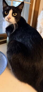 Rescue Domestic Short Hair Cats for Adoption in Columbus, Minnesota - Starling | PetCurious