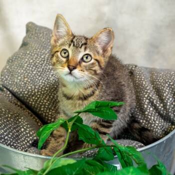 Rescue Domestic Short Hair Cats for Adoption in East St. Louis, Illinois - Patina-C | PetCurious