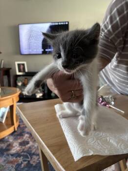 Domestic Short Hair Cats Available for Adoption in Lancaster, California - Mars | PetCurious