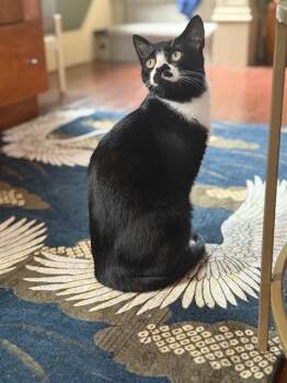 Rescue Domestic Short Hair Cats for Adoption in Boiling Springs, Pennsylvania - Esther | PetCurious