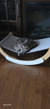 Hennessey -  Domestic Short Hair Cat for Adoption in Walled Lake, Michigan - Hennessey | PetCurious
