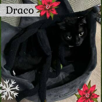Draco Davis -  Domestic Short Hair Cat for Adoption in Eagle Mountain, Utah - Draco Davis | PetCurious