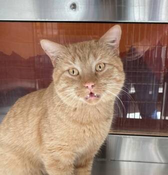 Pumpkin -  Domestic Short Hair Cat for Adoption in Golden, Colorado - Pumpkin | PetCurious