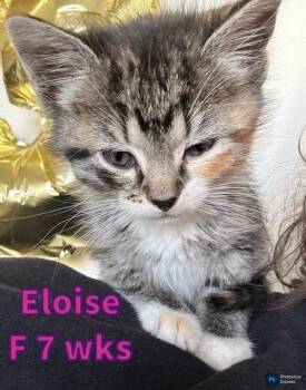 Domestic Short Hair Cats Available for Adoption in Liberty, Missouri - Eloise | PetCurious