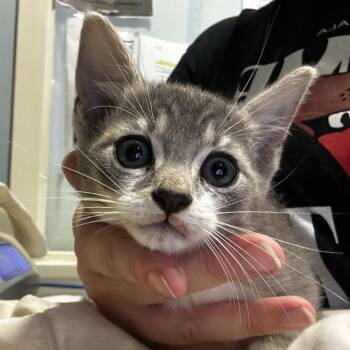 Domestic Short Hair Cats Available for Adoption in Chattanooga, Tennessee - Starling | PetCurious