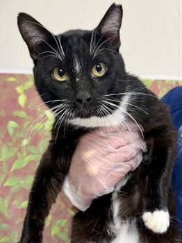JUST KEN -  Domestic Short Hair Cat for Adoption in San Antonio, Texas - JUST KEN | PetCurious