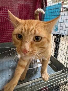 Jambo -  Domestic Short Hair Cat for Adoption in Gillette, Wyoming - Jambo | PetCurious