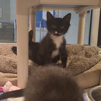 Chipmunk -  Domestic Short Hair Cat for Adoption in Charleston, South Carolina - Chipmunk | PetCurious