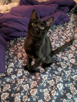 Luna -  Domestic Short Hair Cat for Adoption in Greenwood, Indiana - Luna | PetCurious