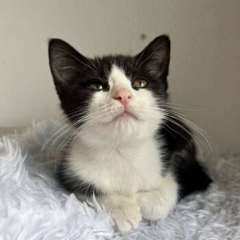 Rescue Domestic Short Hair Cats for Adoption in Asheville, North Carolina - Shortie | PetCurious