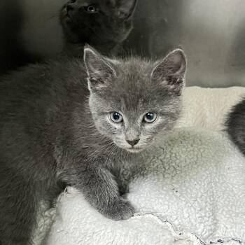Waffle House -  Domestic Short Hair Cat for Adoption in Ridgely, Maryland - Waffle House | PetCurious