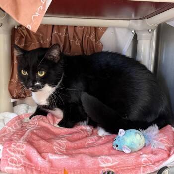 Domestic Medium Hair Cats Available for Adoption in East St. Louis, Illinois - Dexter-C (Sponsored) | PetCurious