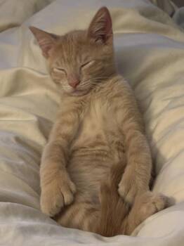 Knox -  Domestic Short Hair Cat for Adoption in Cuyahoga Falls, Ohio - Knox | PetCurious