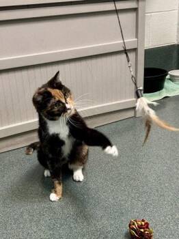 Domestic Short Hair Cats Available for Adoption in Fairfax, Virginia - Bauta | PetCurious