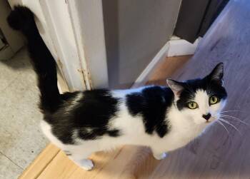 Rescue Domestic Short Hair Cats for Adoption in South San Francisco, California - Domino | PetCurious